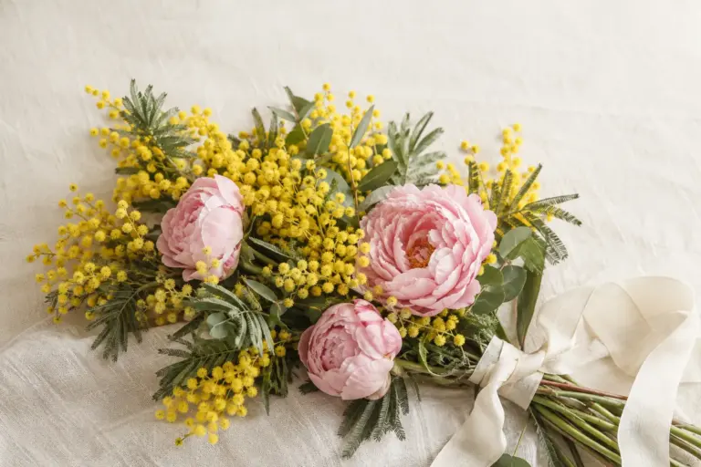 Gelbe Mimose und rosa Pfingstrosen mit einem elfenbeinfarbenen Band auf Leinen.
