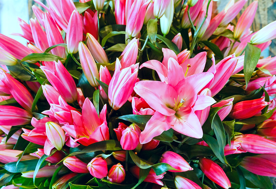 Ausgefallene Blumensträuße als Geschenk Blumenversand24