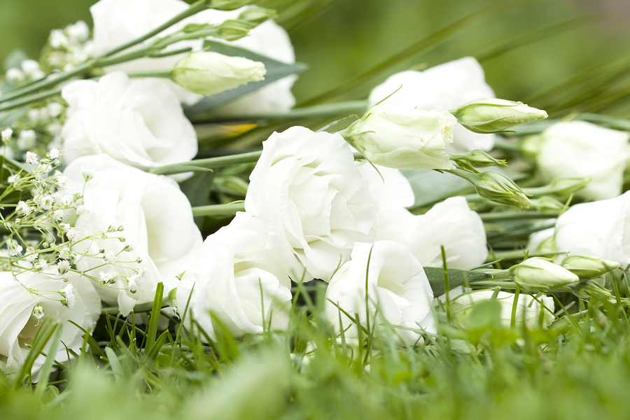 Die zeitlose Eleganz weißer Blumen Blumenversand24