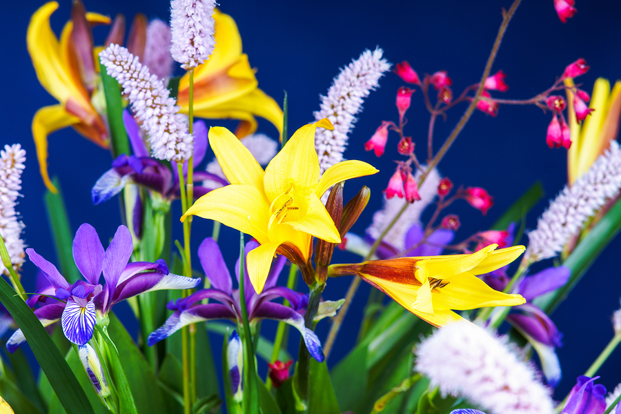 Blumen günstig online nach Österreich bestellen Blumenversand24