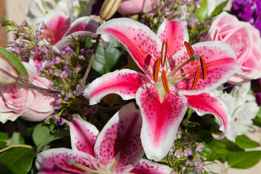Die Lilie als Königin im Blumenversand Blumenversand24