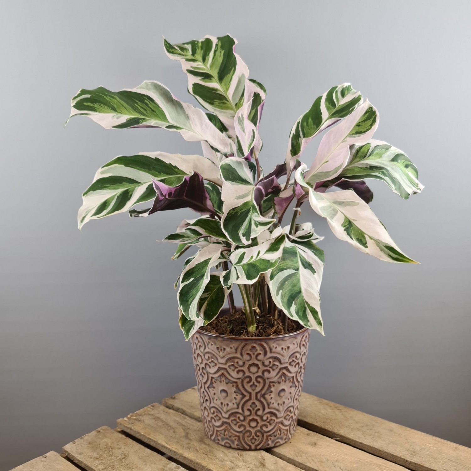 Calathea White Fusion