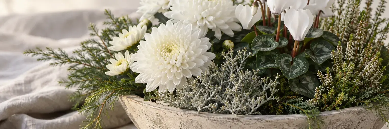 Weiße Chrysanthemen und Alpenveilchen mit immergrünen Zweigen in einer niedrigen Schale.