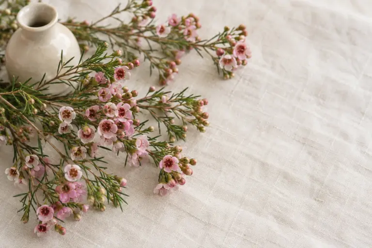 Zartrosa Wachsblumenzweige mit feinem nadelförmigem Laub neben einer kleinen Keramikvase.
