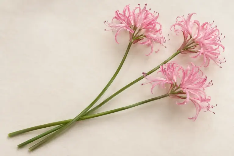 Rosa Nerinen mit schmalen gewellten Blütenblättern und langen Staubblättern auf cremefarbenem Papier.
