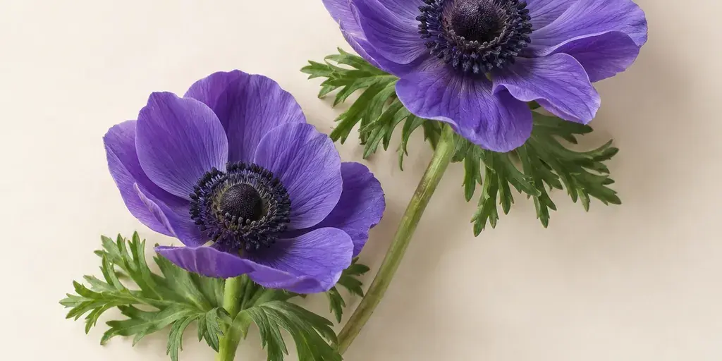 Zwei violette Anemonen mit dunkler Blütenmitte auf cremefarbenem Papier.