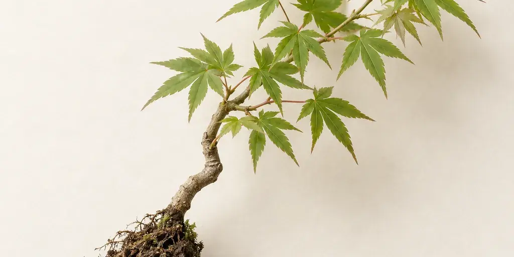 Kleiner Ahorn-Bonsai mit gebogenem Stamm und sichtbarem Wurzelballen auf cremefarbenem Papier.