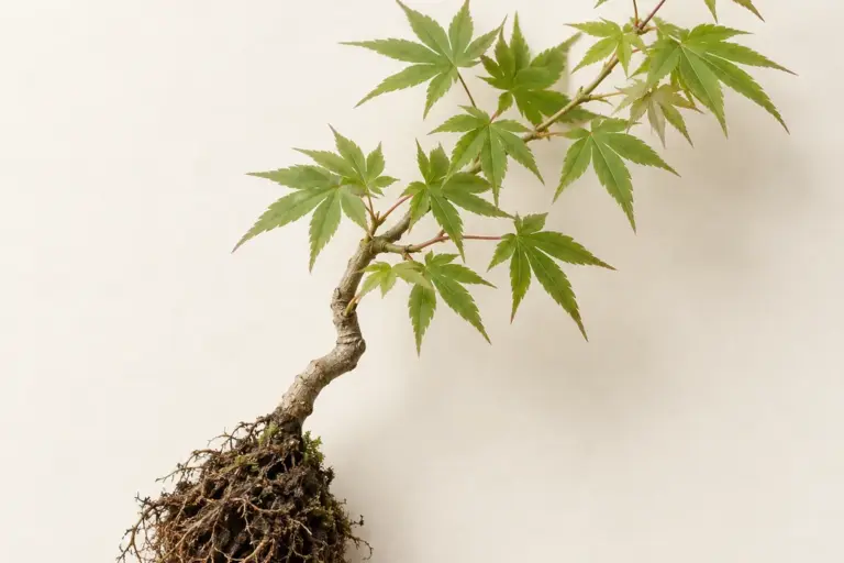Kleiner Ahorn-Bonsai mit gebogenem Stamm und sichtbarem Wurzelballen auf cremefarbenem Papier.