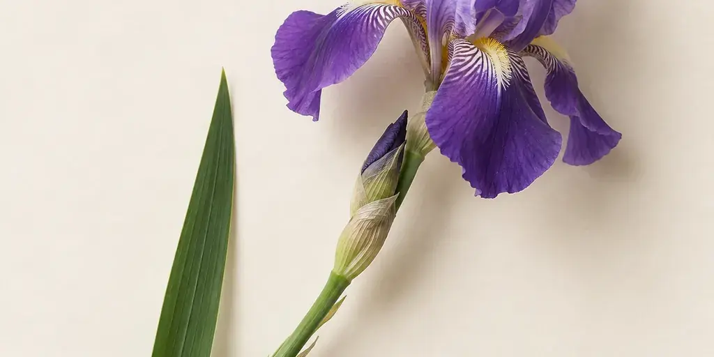 Violette Iris mit schwertförmigem Blatt auf cremefarbenem Papier.