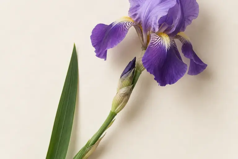 Violette Iris mit schwertförmigem Blatt auf cremefarbenem Papier.