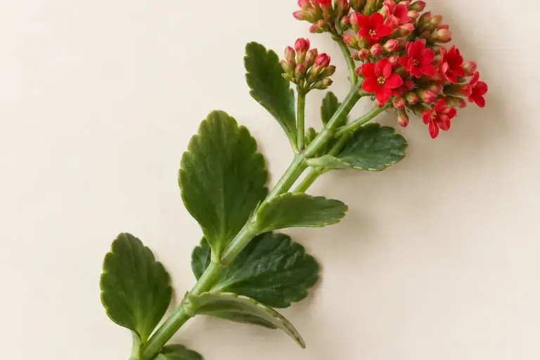 Rote Kalanchoe-Blüten mit dickfleischigen Blättern auf cremefarbenem Papier.