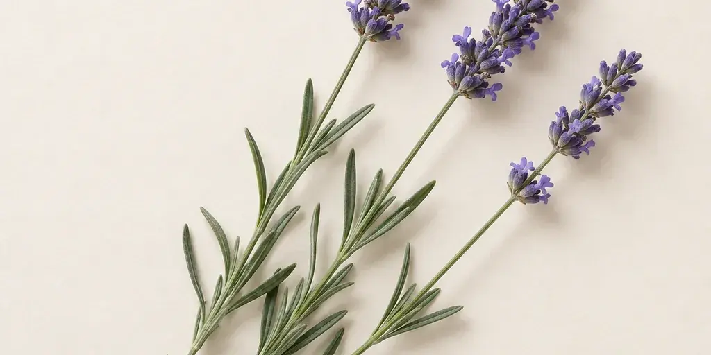 Drei Lavendelstängel mit violetten Blütenähren auf cremefarbenem Papier.