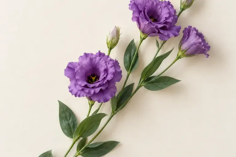 Violette Lisianthus mit Knospen und blaugrünen Blättern auf cremefarbenem Papier.