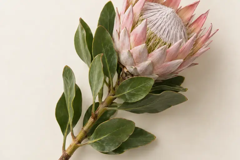 Rosa Protea mit breiten grünen Blättern auf cremefarbenem Papier.