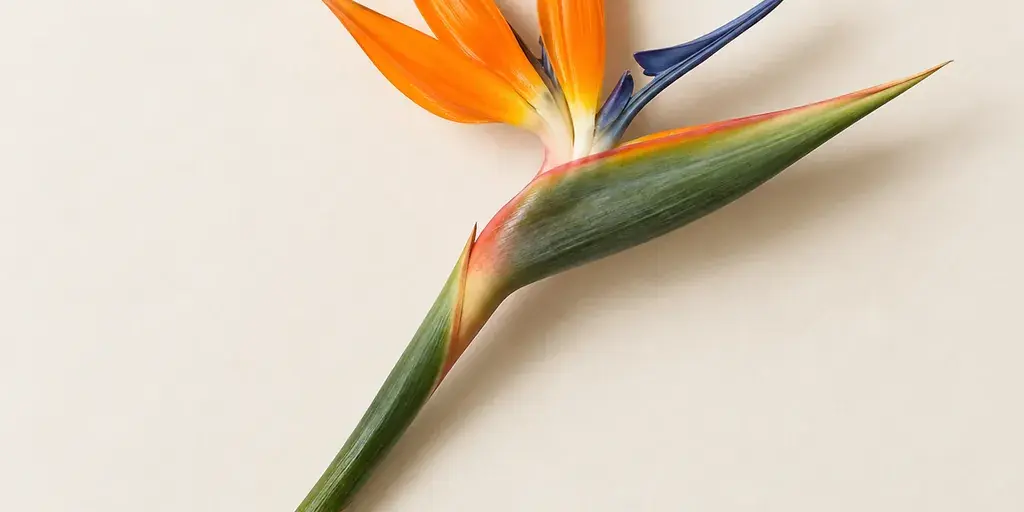 Orange-blaue Strelitzienblüte auf cremefarbenem Papier.