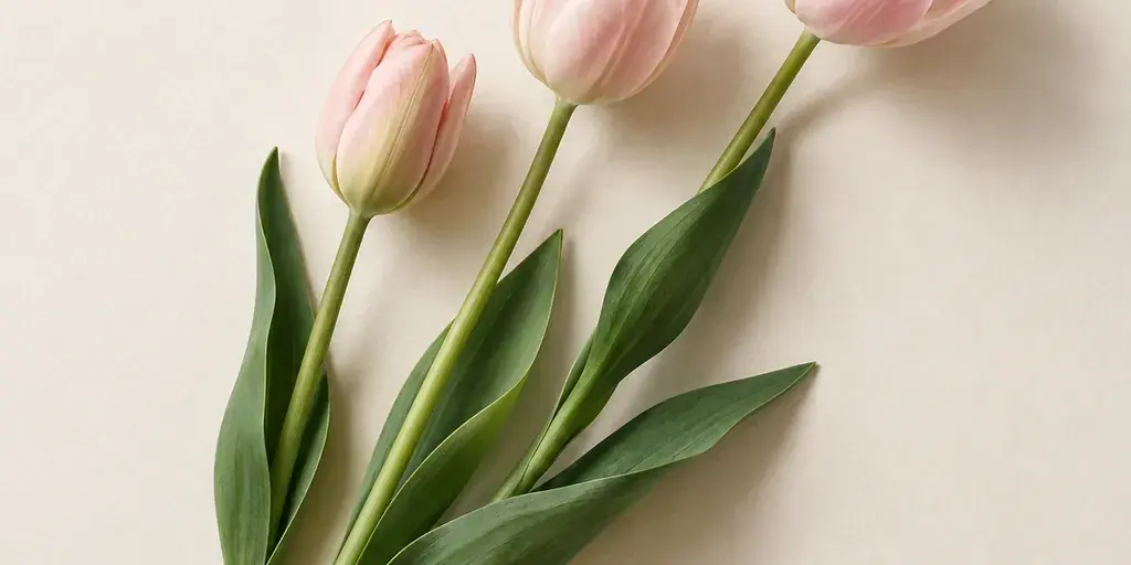 Drei zartrosa Tulpen mit langen grünen Blättern auf cremefarbenem Papier.