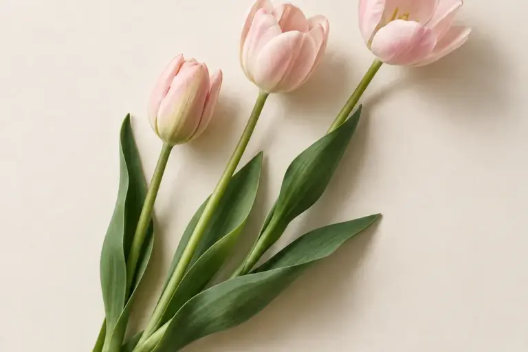 Drei zartrosa Tulpen mit langen grünen Blättern auf cremefarbenem Papier.